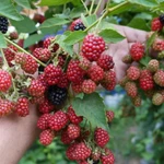 Фото №4 саженцы ежевики сорт Дойл