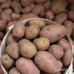 фото Продам картофель на еду.