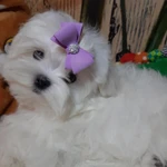 Фото №2 Белоснежное чудо Мальтезе. Мальтийская болонка
