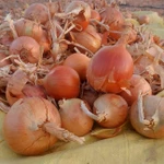 Фото №2 Лук репчатый манас оригинал лук стардас оригинал Кордай Казахстана