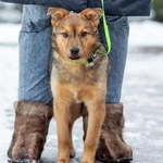 Фото №6 Домашний некрупный песик-подросток Каштан в добрые руки