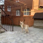 Фото №3 Гостиница для животных, Анапа, Супсех