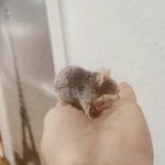 Фото №2 Сатиновые мышки