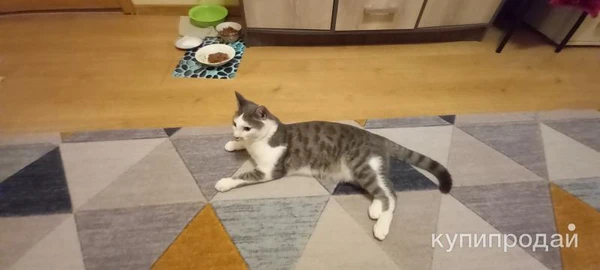 Фото Отдам в добрые руки