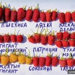 Фото №11 Малина летняя и ремонтантная 40 сортов