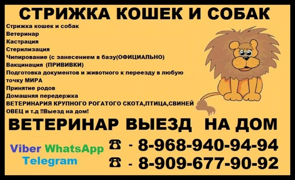 Фото Стрижка кошек и собак выезд в Луховицах домашняя передержка