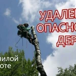 Удалить дерево. Спилить дерево. Срубить дерево