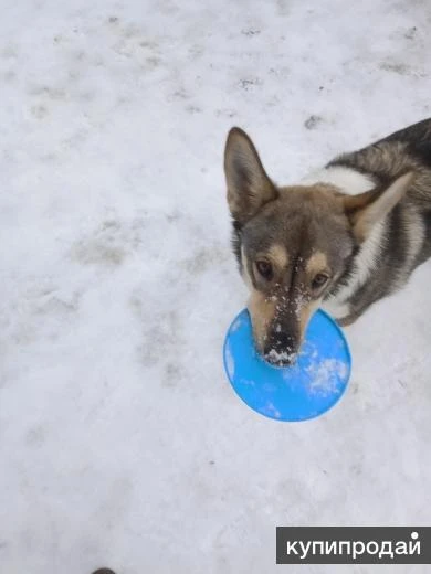 Фото Игрушка для собаки диск тарелка