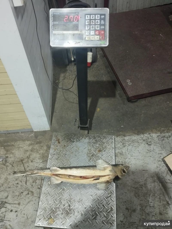 Фото Осётр аквакультура