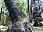 фото Услуги по спилу деревьев