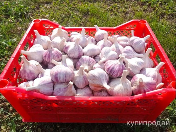 Фото Чеснок, урожай 2024