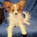 Фото №3 Ярко-рыжий мальчик папийона