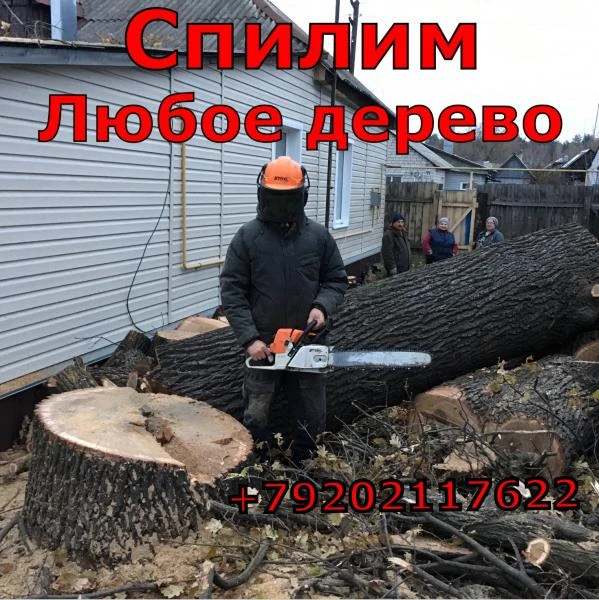 Фото Спиливание деревьев 