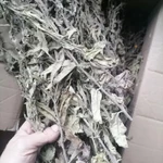 Фото №4 Вероника иволистная. Цена за 100 грамм.