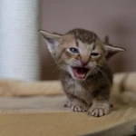 Фото №4 Котята манчкин