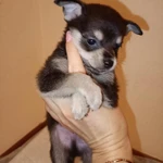 Фото №2 Малыш чихуа