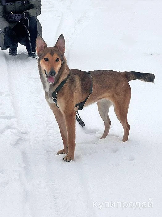 Фото Молодые абсолютно домашние собачки Майра и Онда в добрые руки