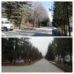 Фото №5 Спил деревьев измельчитель веток 
