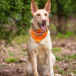 Фото №8 Щенок в добрые руки.