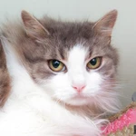 Фото №4 Кошечка Пуша - меховой шарик в добрые руки