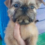 Фото №9 БРЮССЕЛЬСКИЙ ГРИФФОН 4,5 мес.