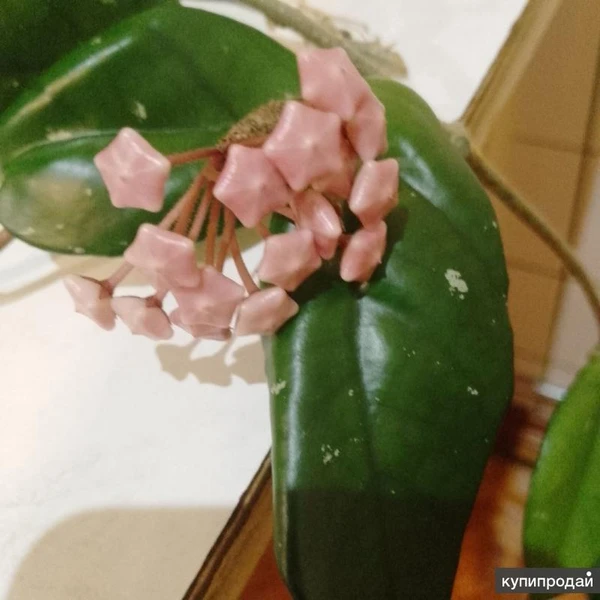 Фото Продаю восковой плющ (лиана)