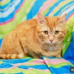 Фото №6 Кошечка Апельсинка - рыжая красавица в добрые руки