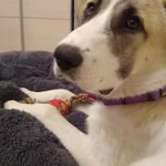 Фото №2 Щенок САО