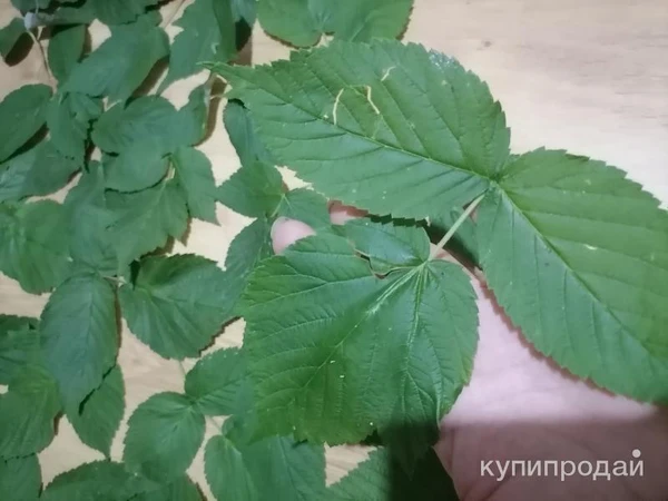 Фото Листья малины. Цена за 100 грамм.