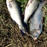 Фото №2 Толстолобик прудовой