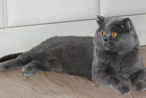 Фото Вязка Шoтландский Скоттиш-Страйт Опытный