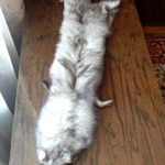 Фото №2 Шкурка песца(чулок)