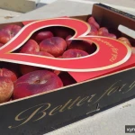 Фото №8 Продаем парагвайский персик