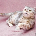 Фото №4 Уютная плюшевая кошечка Эмма ищет дом