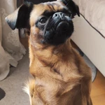 Фото №4 Вязка Пти-брабансон