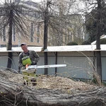 Фото №2 Спил деревьев
