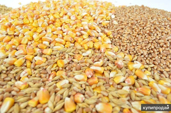 Фото Продаем пшеницу, овес, ячмень, кукурузу и рожь.