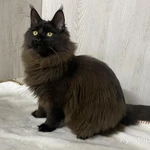 Фото №6 Котята мейн кун