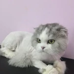 Фото №6 Стрижка собак и кошек
