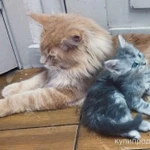 Фото №3 Вязка мейн-кун