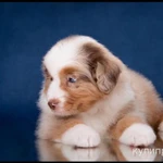 Фото №7 Мини аусси