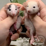 Фото №3 Крысята Дамбо. Декоративная крыса