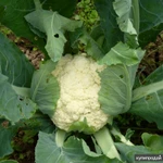 Фото №4 Арполит - идеально для любых растений