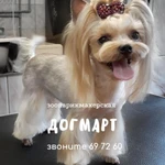 Стрижка собак в Калининграде в зоосалоне 