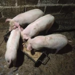 Фото №2 Продаются поросята ландрас