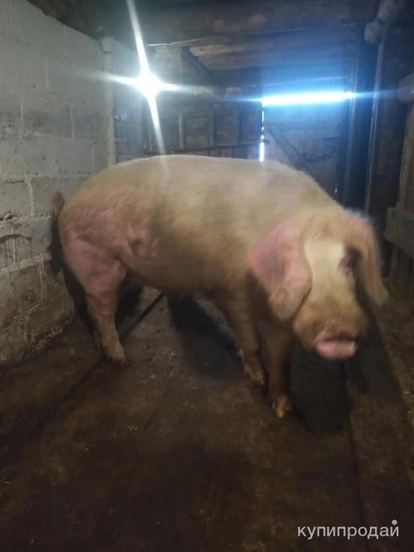 Фото Ландрас на племя