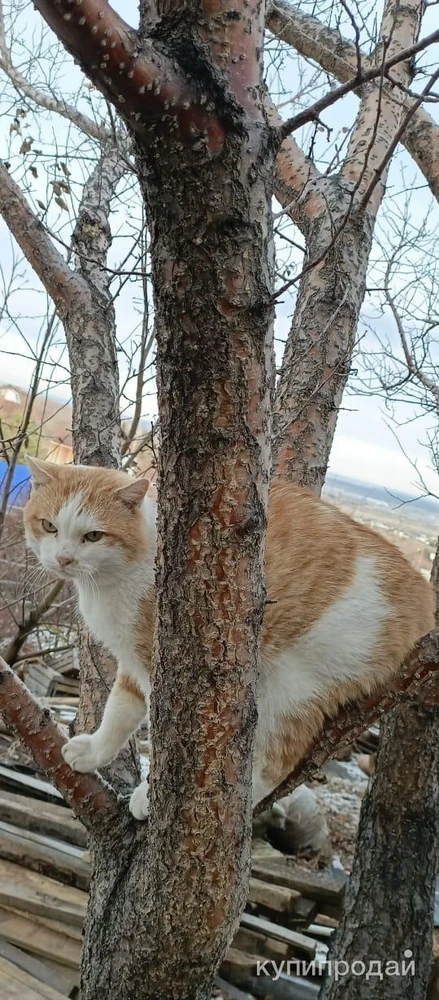 Фото Рыжий котик