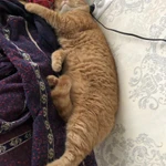 Фото №4 Вязка котиков