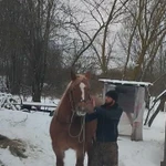 Фото №8 Лошадь тежеловоз