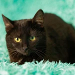 Фото №3 Красавица черная кошка Черника в добрые руки